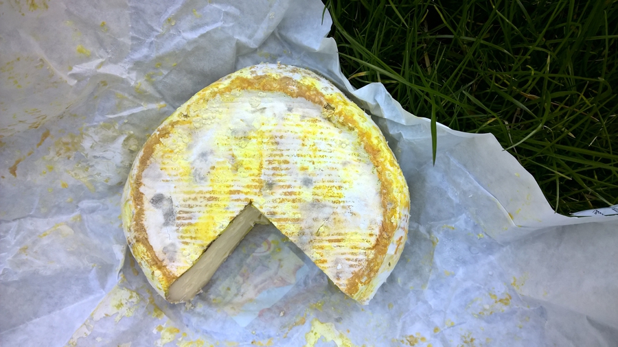 Italian specialty cheese caciotta