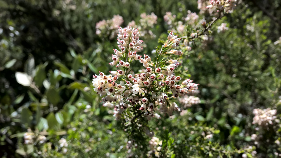 hiking trail, hiking, spring, flora, vegetation, plants, Southern Italy, Sorrento, Amalfi, Naples bay
