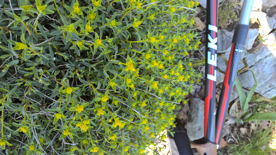Hiking trail, hiking, spring, flora, vegetation, plants, Southern Italy, Sorrento, Amalfi, Naples bay