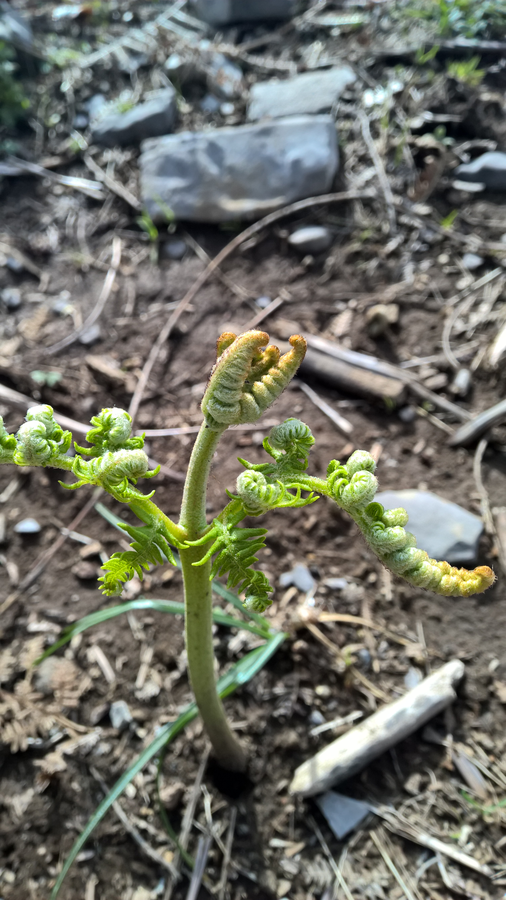 hiking trail, hiking, spring, flora, vegetation, plants, Southern Italy, Sorrento, Amalfi, Naples bay