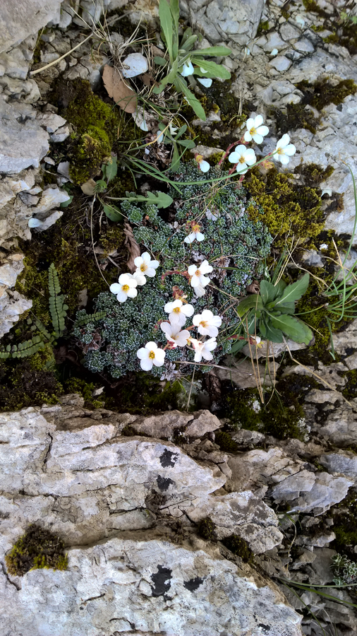 Hiking trail, hiking, spring, flora, vegetation, plants, Southern Italy, Sorrento, Amalfi, Naples bay, rocks