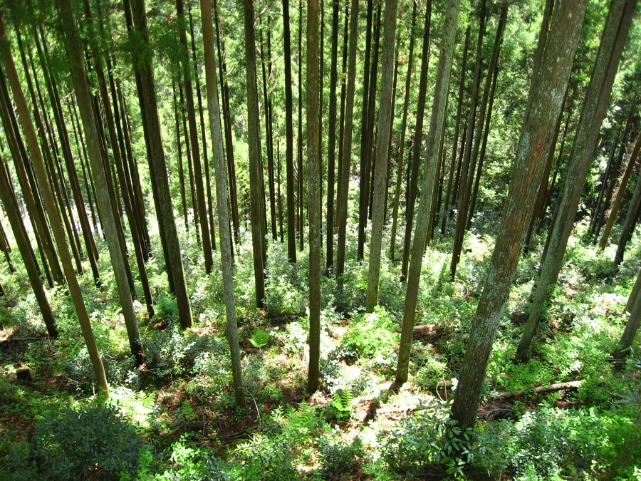 Chichibu-Tama-Kai national park near Tokyo, spring, hiking, Japan, forest, pines