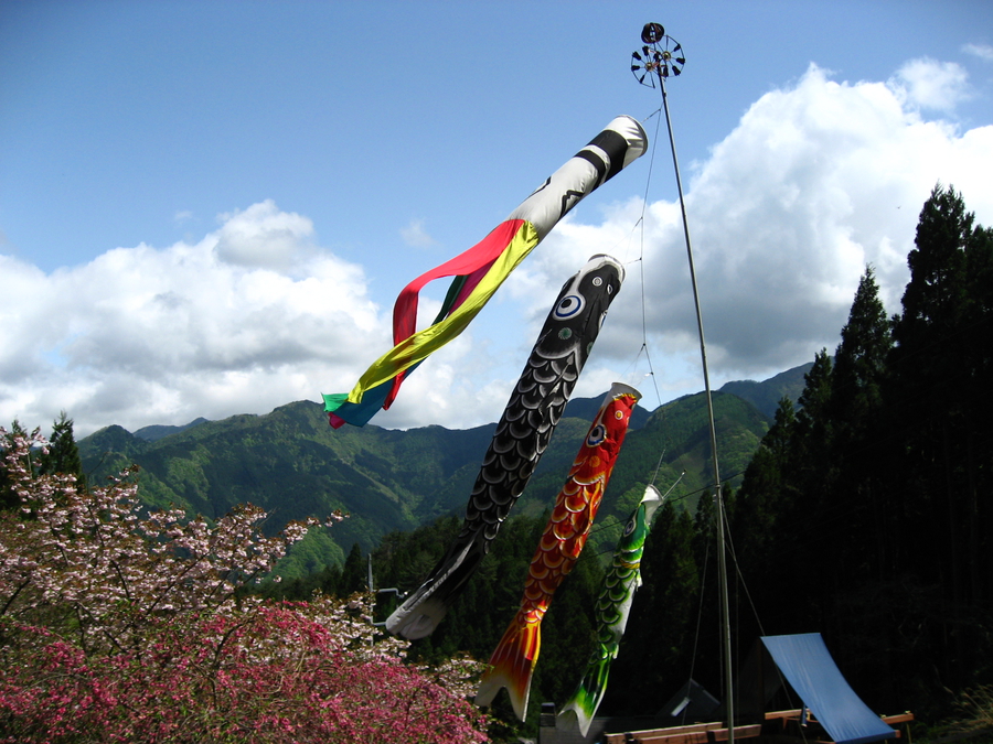 Chichibu-Tama-Kai national park near Tokyo, spring, hiking, Japan, carp, kodomo-no-hi, sakura, cherry blossoms