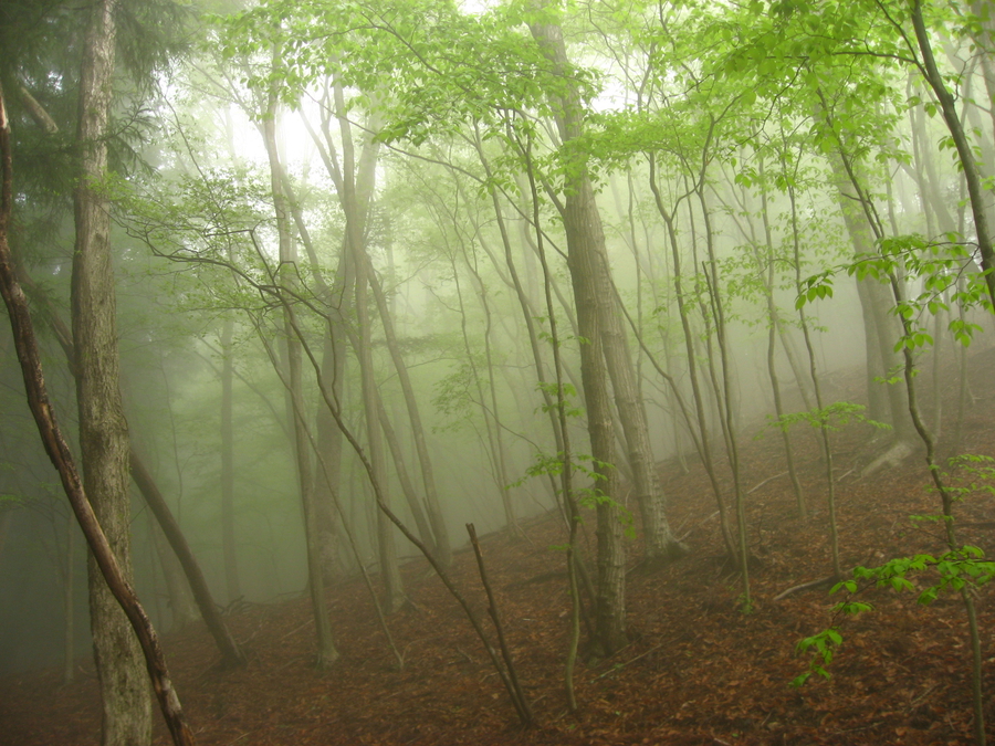 Chichibu-Tama-Kai national park near Tokyo, hiking trail, forest, fog, spring