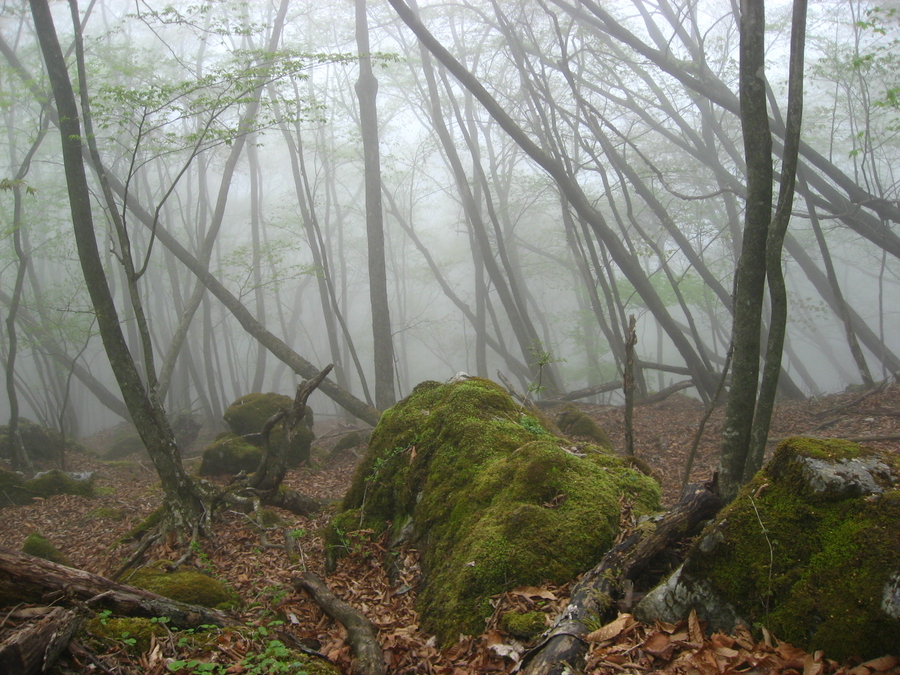 Chichibu-Tama-Kai national park near Tokyo, spring, hiking, Japan, hiking trail, moss, stones