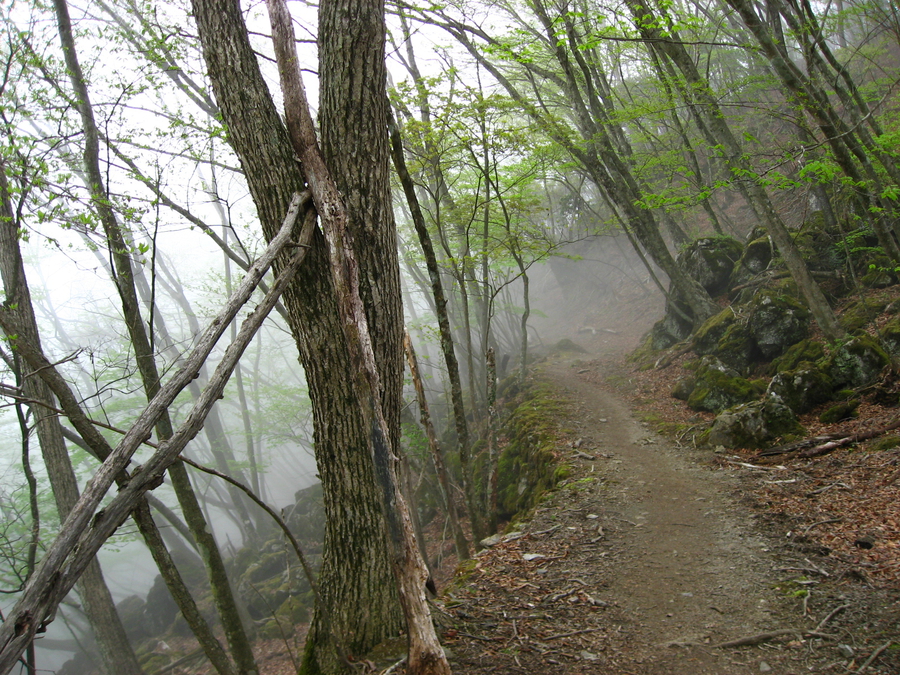 Chichibu-Tama-Kai national park near Tokyo, hiking trail, forest, fog, spring