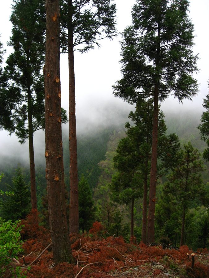 Chichibu-Tama-Kai national park near Tokyo, spring, hiking, Japan, hiking trail, pines, fog